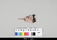 藏品(布袋戲道具-扇子)的圖片